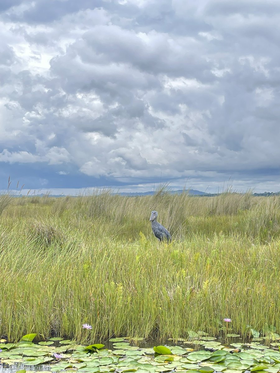 derrickeguide's tweet photo. Gliding through the peaceful channels of Mabamba swamp in search of the legendary Shoebill,every moment feels magical until you finally spot the prehistoric bird standing quietly in the wetland.Mabamba is one of the best places in Uganda to see the rare shoebill. https://t.co/8v68Bh9iXj