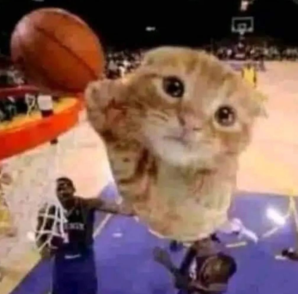 Punch Cat tweet media