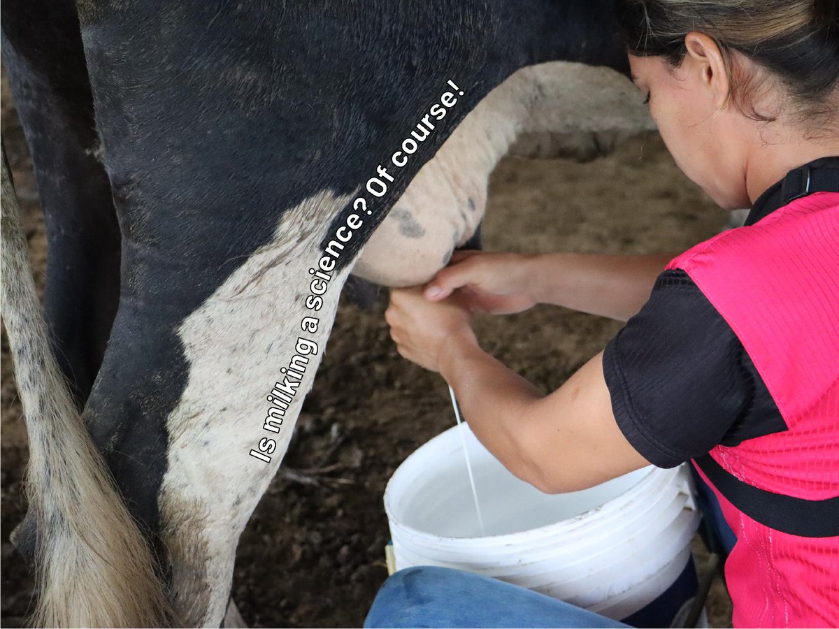 BiovIntCIAT_eng's tweet photo. 🥛🌍On World Milk Day, we celebrate the knowledge, innovation, and work behind every liter.
Because milking is a science, too.👩‍🌾🐄
Traditional practices and science come together to improve milk quality, animal welfare, and sustainability.🌱 
🔗Learn more: https://t.co/fHM6jpxjNB https://t.co/kOoPGLmfHN