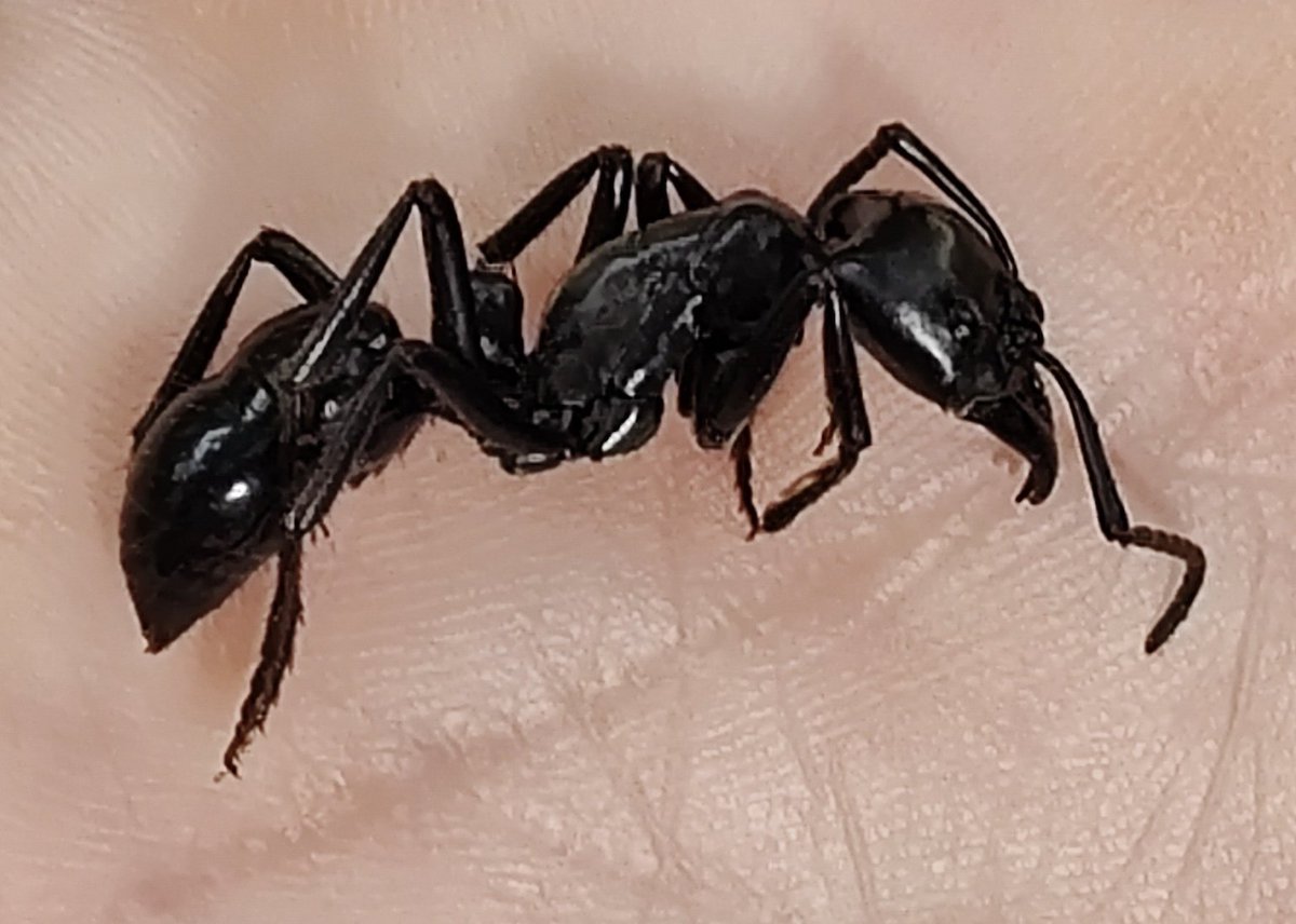 Bug Off Pest Control tweet media