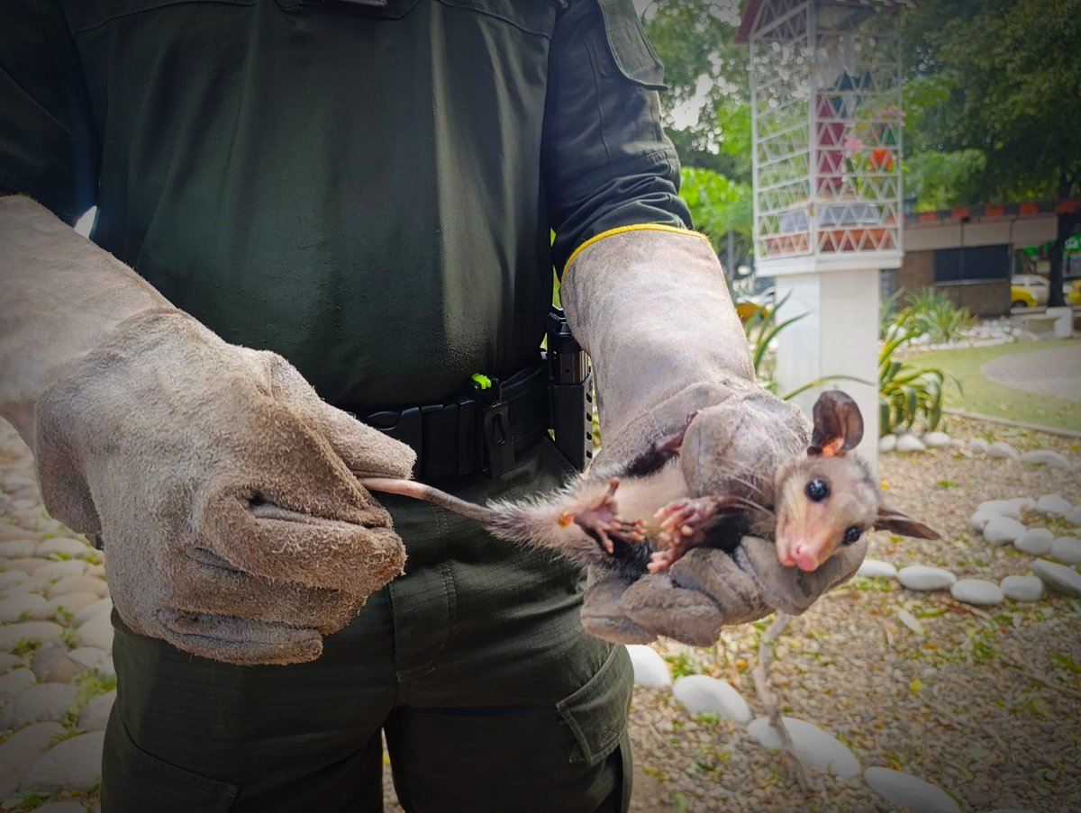 PoliciaCucuta's tweet photo. #AEstaHora |A través del reporte de un taxista, nuestra patrulla ambiental fue informada sobre una zarigüeya bebé en peligro. Se activó el protocolo y logramos la recuperación del pequeño animal. Ya fue trasladado de forma segura a las instalaciones de @CORPONOR #ProtecciónAnimal https://t.co/5FRPTbEQGq