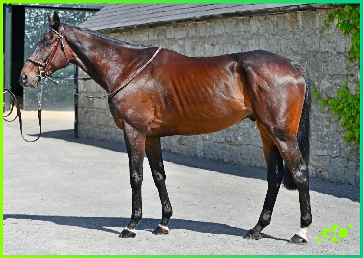 GoffsGo's tweet photo. Lot 8 - 𝗕𝗟𝗜𝗭𝗭𝗔𝗥𝗗 𝗢𝗙 𝗢𝗭
 
8YO G by Arctic Cosmos

5x winner for Willie Mullins, Simon Munir &amp; Isaac Souede, including a Listed victory over fences &amp; 3 wins over hurdles, his most recent coming at Thurles in March.

🔗: https://t.co/P86VuXrCSr https://t.co/Oe6PC85pru