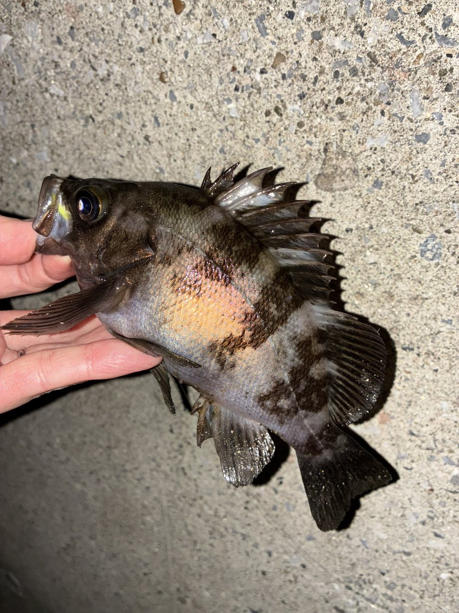 sugar19751124's tweet photo. 満潮､日没後から夜遊び🎣

メバル 2匹
セイゴ 1匹
サヨリ 1匹

サヨリが喰い付いて来たのにはビックリ‼️😳

大潮の下げで流れ､風も強くなり約2時間半で納竿🌊🌪️

＃ライトゲーム
＃メバリング
＃フロートメバリング https://t.co/VLVqtAlRmg