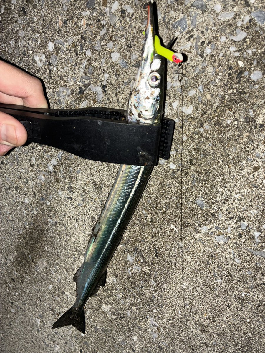 sugar19751124's tweet photo. 満潮､日没後から夜遊び🎣

メバル 2匹
セイゴ 1匹
サヨリ 1匹

サヨリが喰い付いて来たのにはビックリ‼️😳

大潮の下げで流れ､風も強くなり約2時間半で納竿🌊🌪️

＃ライトゲーム
＃メバリング
＃フロートメバリング https://t.co/VLVqtAlRmg