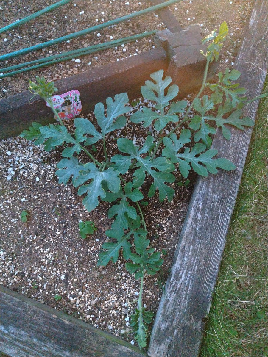 gajuringo's tweet photo. 🍉経過観察🌱
1本目の蔓の先を切ったらちゃんと脇芽出てきた！現在3本🥳昨日ウリハムシもやっつけたから当分安心かな？
 #すいか栽培2026 https://t.co/pjBpgiwjxO