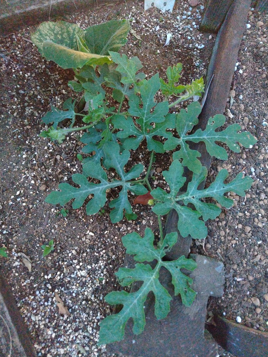 gajuringo's tweet photo. 🍉経過観察🌱
1本目の蔓の先を切ったらちゃんと脇芽出てきた！現在3本🥳昨日ウリハムシもやっつけたから当分安心かな？
 #すいか栽培2026 https://t.co/pjBpgiwjxO