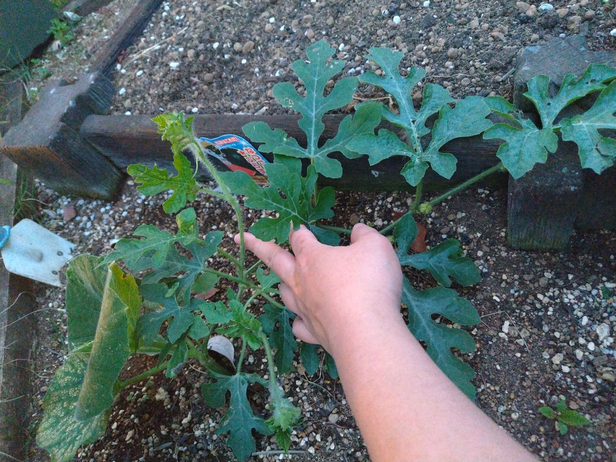 gajuringo's tweet photo. 🍉経過観察🌱
1本目の蔓の先を切ったらちゃんと脇芽出てきた！現在3本🥳昨日ウリハムシもやっつけたから当分安心かな？
 #すいか栽培2026 https://t.co/pjBpgiwjxO
