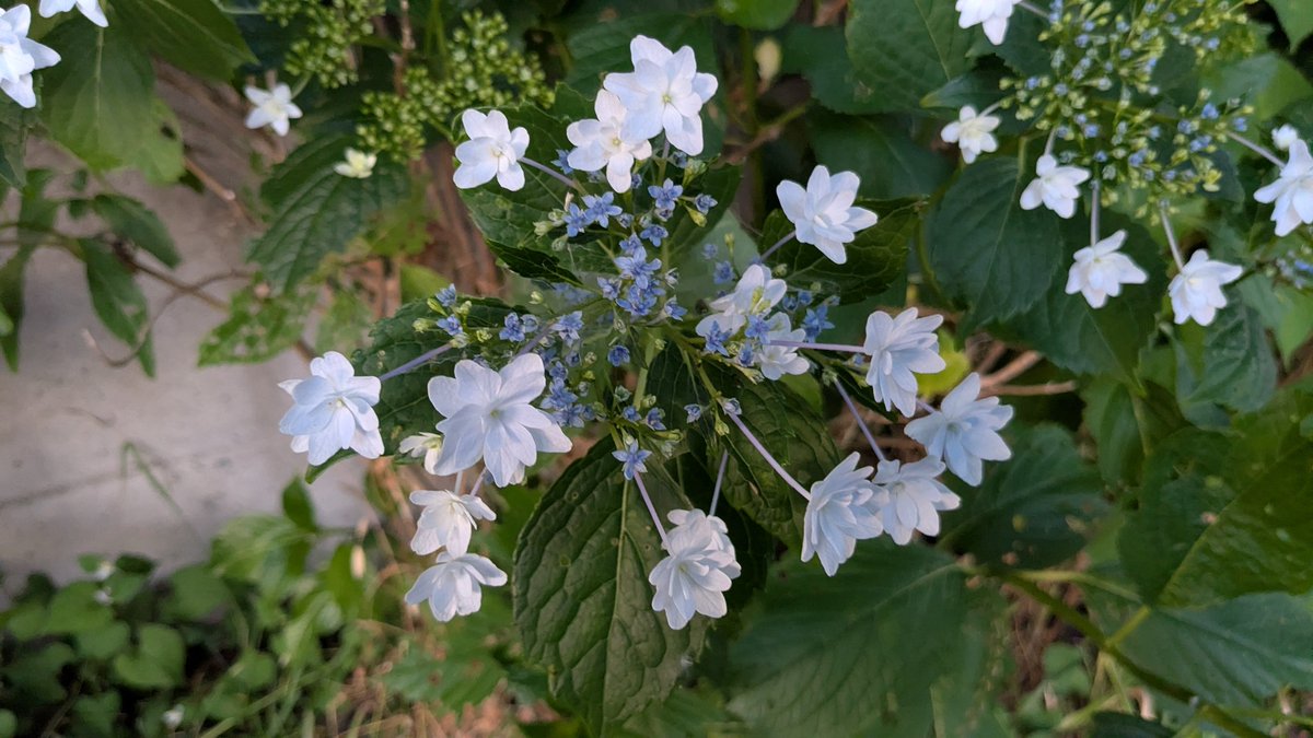 これは薄っすらと青くて綺麗な花だった。