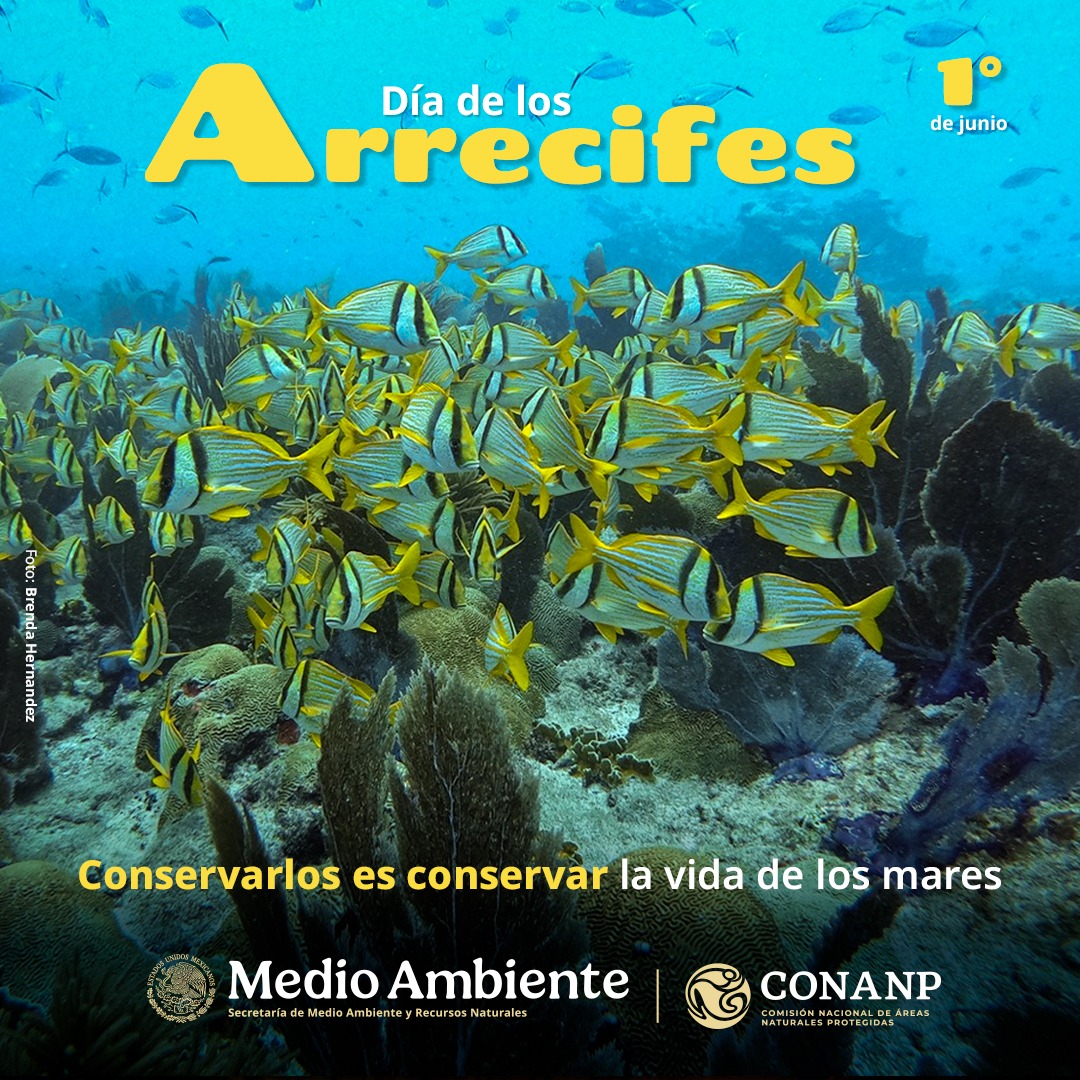 CONANP_mx's tweet photo. Los #Arrecifes de coral son ecosistemas submarinos cercanos a la costa y de baja profundidad, formados por rocas cubiertas de corales, con una gran diversidad de especies de algas, invertebrados y peces. 🌱

#SomosNaturaleza #GuardianesDeLaNaturaleza 🌅🌿🌊🐠🐢🦀⭐️🐙🐚🦐 https://t.co/wrDbXrAv0H