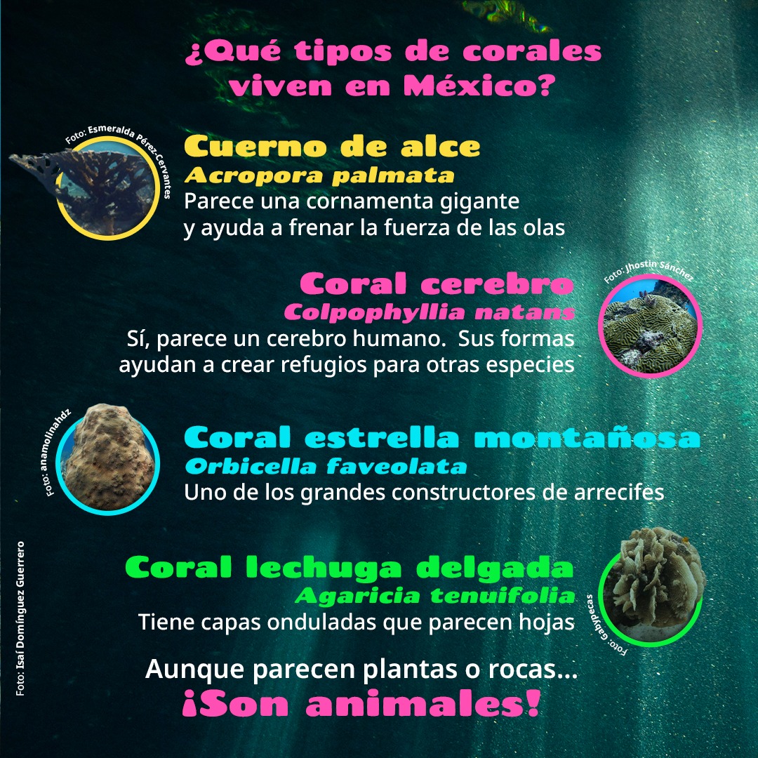 CONANP_mx's tweet photo. Los #Arrecifes de coral son ecosistemas submarinos cercanos a la costa y de baja profundidad, formados por rocas cubiertas de corales, con una gran diversidad de especies de algas, invertebrados y peces. 🌱

#SomosNaturaleza #GuardianesDeLaNaturaleza 🌅🌿🌊🐠🐢🦀⭐️🐙🐚🦐 https://t.co/wrDbXrAv0H