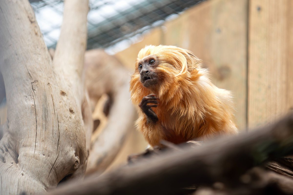 le_Parisien's tweet photo. « On ne sait pas ce qu’elle a vécu » : un des 17 singes volés en 2015 revient au ZooParc de Beauval
➡️ https://t.co/dpytYzCoJ2 https://t.co/24BLeRziKQ