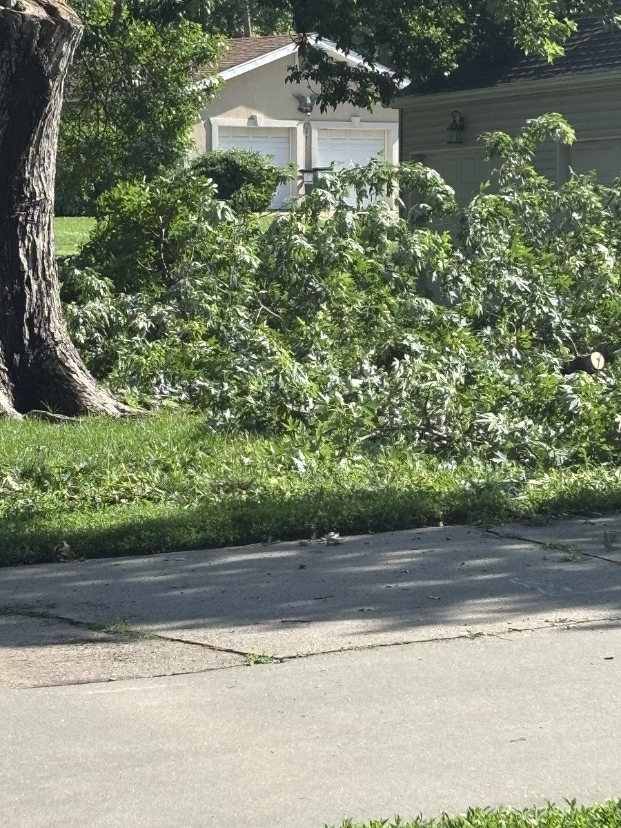 JCleary823's tweet photo. Trees in my neighbors yard after the early morning storms https://t.co/y64etdl0MK