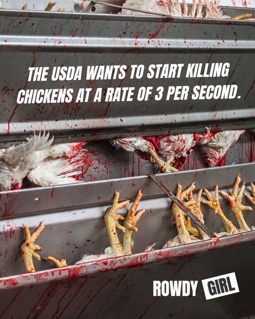 RowdyGirlRanch's tweet photo. Increasing line speeds results in more conscious chickens when the knife hits their throats, more accidents among workers, &amp; risk of contamination - a trend we've already seen rising.
Help spread our story of transformation by pre-ordering my book!🐮📕
➡️https://t.co/UbB2imLtMW https://t.co/91i9ivZYBi