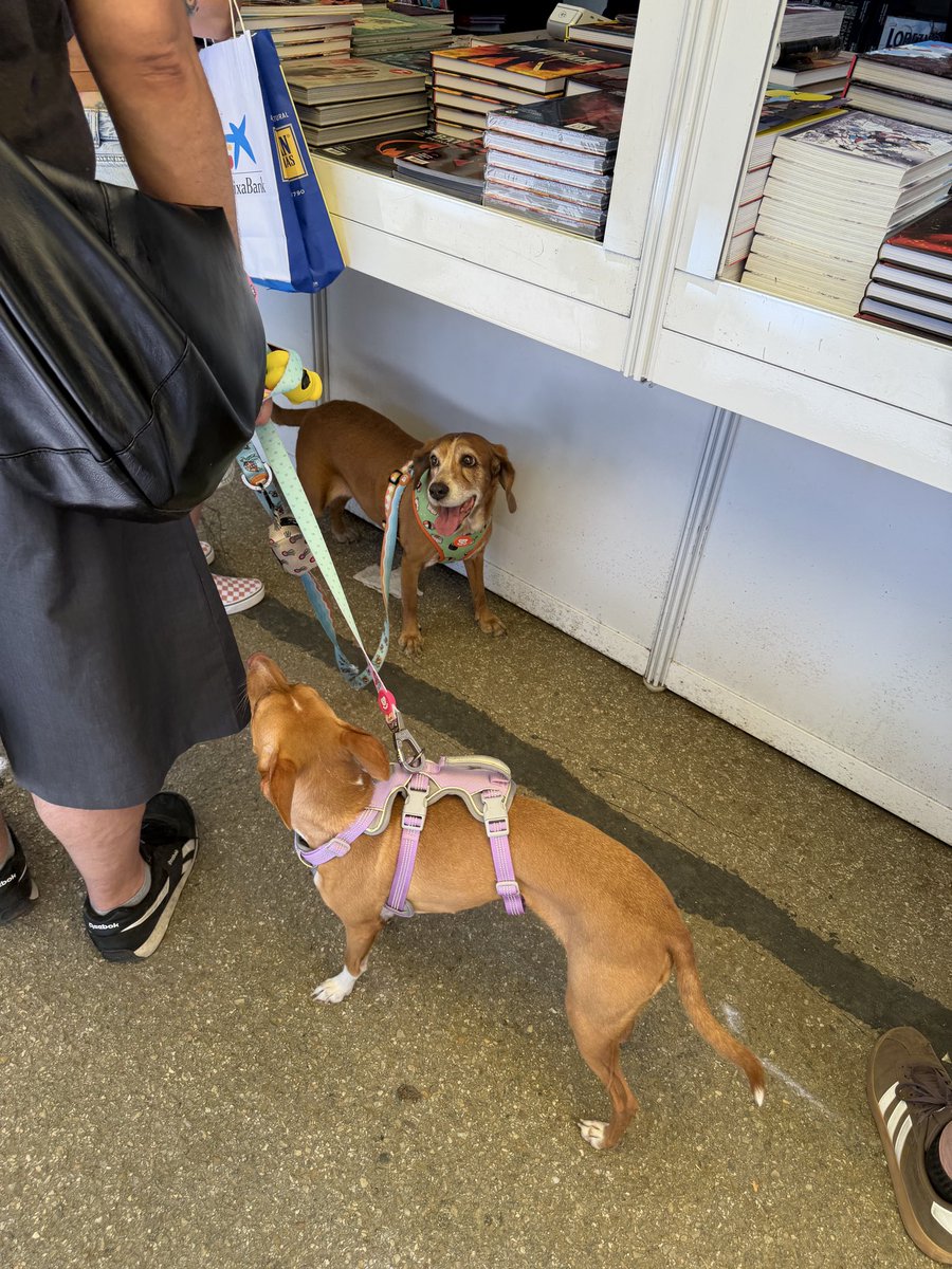 masaria's tweet photo. Perritos de Feria https://t.co/uzz2neviND