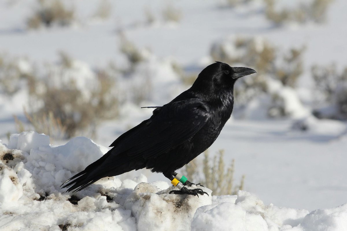 Yale's tweet photo. Wildlife is watching us, and adapting its behavior in response.

A Yale-led study tracked millions of animal movements and found that simply being near people causes more than 65% of species to shift how they move and where they go. Even small changes in human activity, like the quieter streets during the COVID-19 pandemic, showed up in the data.

Explore the findings: https://t.co/eqMC1cgbMl