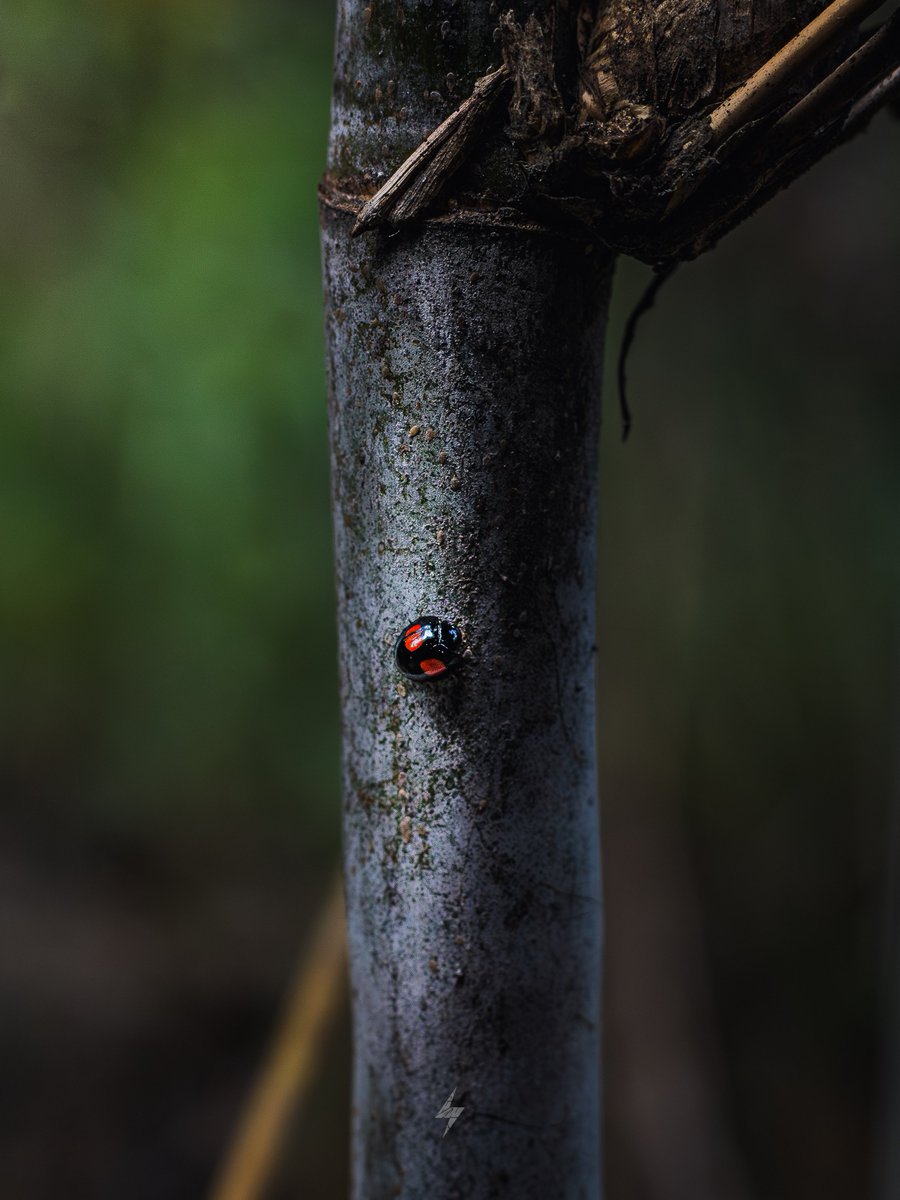 JerickRod's tweet photo. 🐞 https://t.co/Uq3v7TNu5J