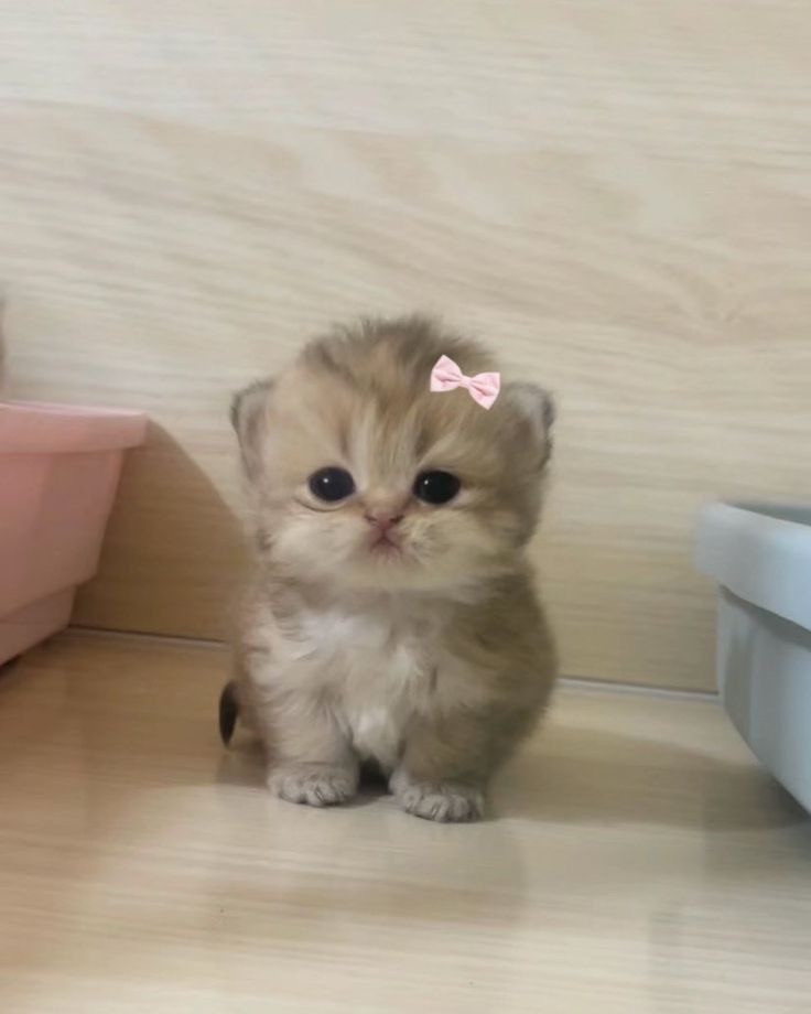 No Context Cats tweet media