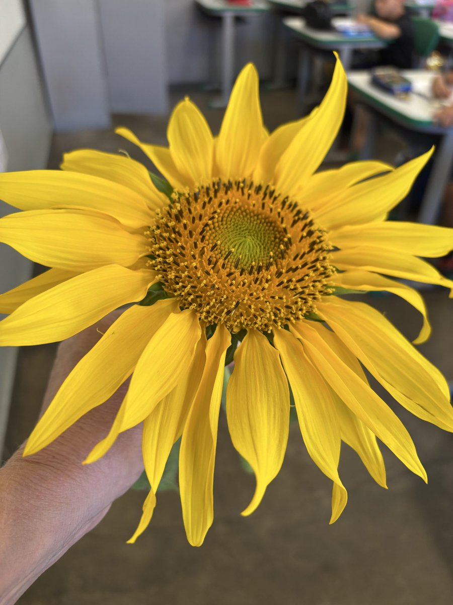 Alvesmariley's tweet photo. 🌼🍃´¨
¸. 🌼¨ 🌼🍃¨ Bom dia!
🍃🌼━━━━━━━━━━━━━━━🍃🌼

Bom dia !
Bem _Vindo  Junho!
Que o novo  mês  que chega  
Venha com passos firme e uma saúde  renovada  pra todos  nós.

🌼🍃´¨
¸. 🌼¨ 🌼🍃¨ 
🍃🌼━━━━━━━━━━━━━━━🍃🌼 https://t.co/YBZ9cuQG8i