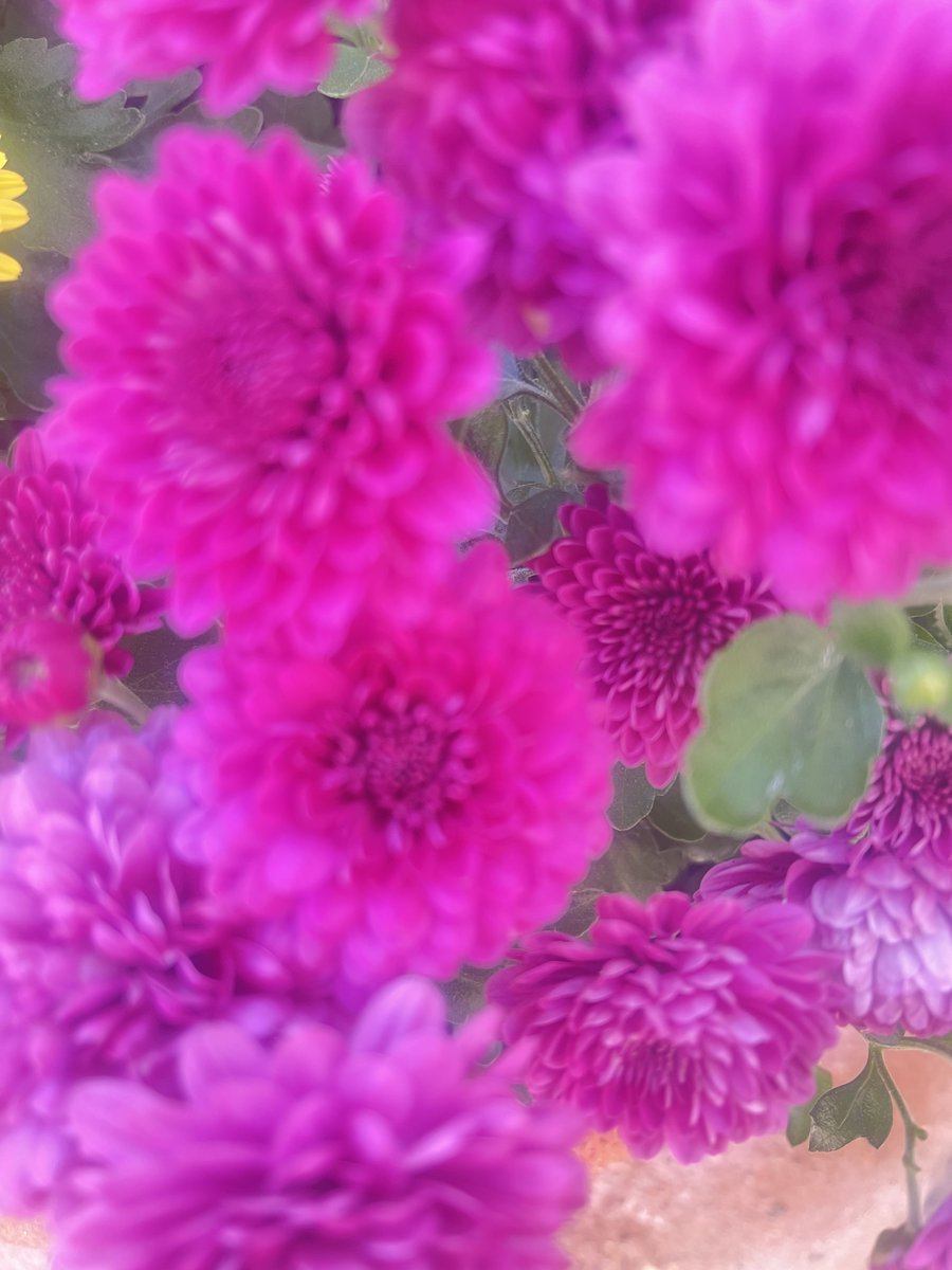 wahineshannon's tweet photo. Wishing you a magical #MagentaMonday😘 Wishing you a happy new day, new week, new month! ☀️🌻🌺🌼🌸🌻🌷🌹🦋🐝📚🎶. #MagentaMonday https://t.co/0CNQnNOshL