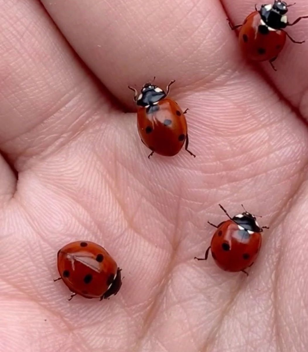 lunecrumbss's tweet photo. ladybugs 🐞 https://t.co/gWmSQPEfiN