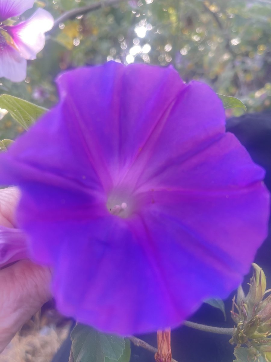 wahineshannon's tweet photo. Wishing you a magical #MagentaMonday😘 Wishing you a happy new day, new week, new month! ☀️🌻🌺🌼🌸🌻🌷🌹🦋🐝📚🎶. #MagentaMonday https://t.co/0CNQnNOshL