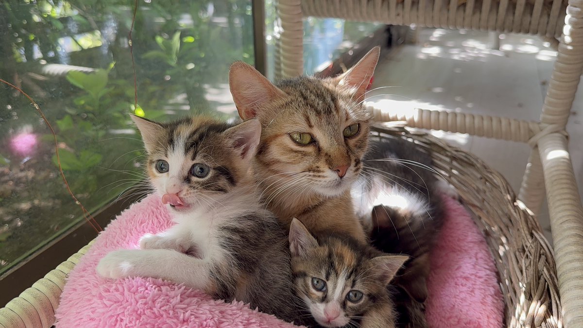 ddidemdede's tweet photo. Aracında, çantasında “mama” varsa; otomatikman iyi insandır benim için. Sokak hayvanlarına mama veren görürsem; yürüyorsam, teşekkür ederim. Arabadaysam korna çalar selam ederim❤️‍🩹🌸 yaşasınlar https://t.co/3vWzC4dNV8