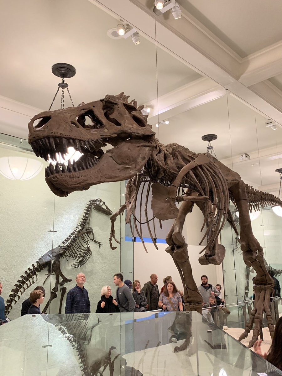 ParmaJawnCheese's tweet photo. Happy national dinosaur day to all of us who celebrate 😌🦕🦖🤎 https://t.co/7Xv6vRs3ln