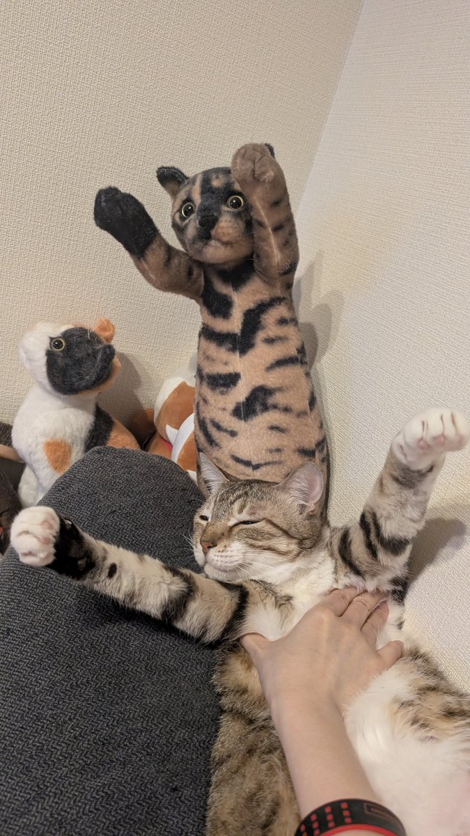 blue_noracat's tweet photo. こうしたらきっと可愛いだろうなと思って、その、ほんの出来心だったんです https://t.co/bL9rpOqt5j