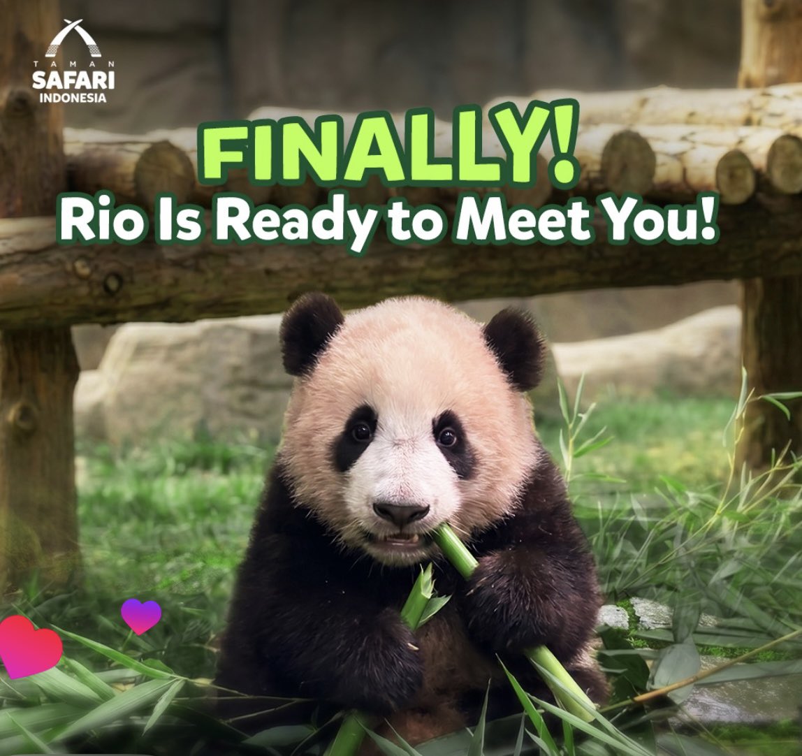 riogiantpanda_'s tweet photo. Hi everyone! 🐼🎋🐾

Thank you for supporting and becoming part of the $RIO community.

We've been working closely alongside and with the support of @TSI_bogor to help share Rio's story with the world. If you're new here, welcome! ❤️

Check our Instagram: @riobabypanda

Official CA: HKpDdvrzzYfFS8RwUPyRtAbjHBxa7P1YSxXvqQUnpump