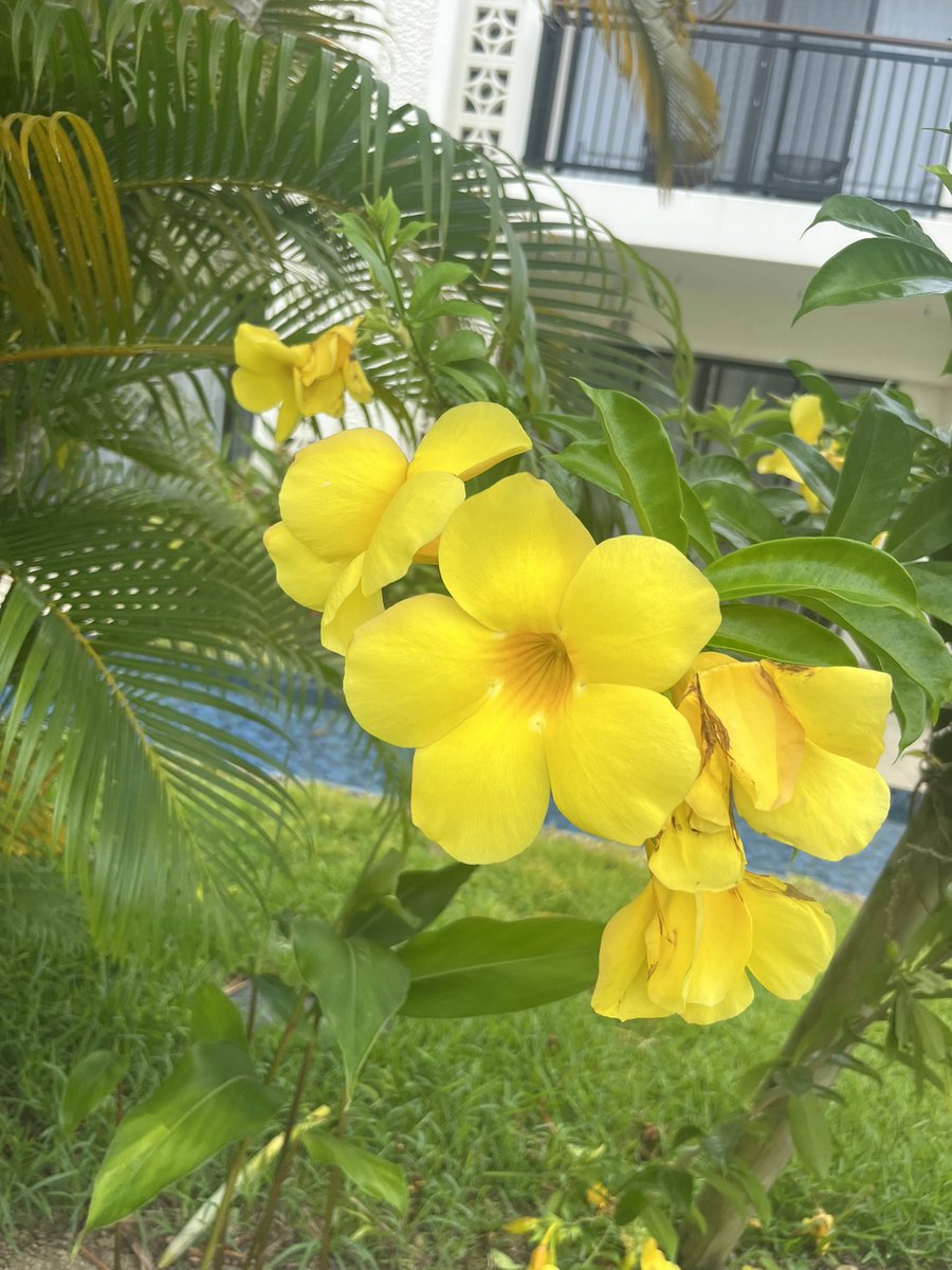 chisalatte's tweet photo. 石垣島での植物、生物観察がずっと楽しい。ハイビスカスは芸術だなあ。赤、ピンク、白と見られました。4枚目の黄色はハイビスカスかと思いきや、別のアラマンダという花のよう。こちらも鮮やかでかわいくていいな。 #戦争に反対するお花畑の会 https://t.co/9PORTseeeD