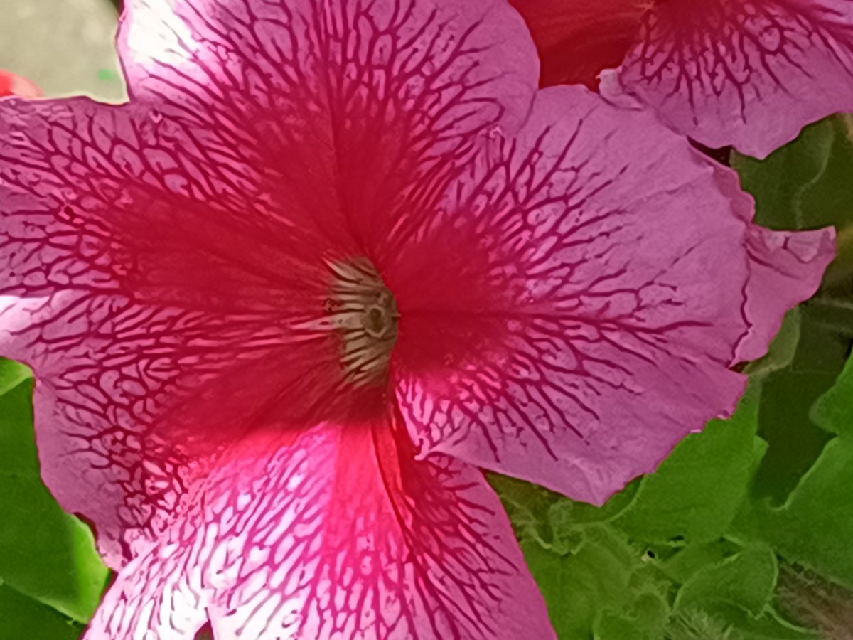 Vr2002it's tweet photo. #roses for every taste https://t.co/UxQK9mwW7h