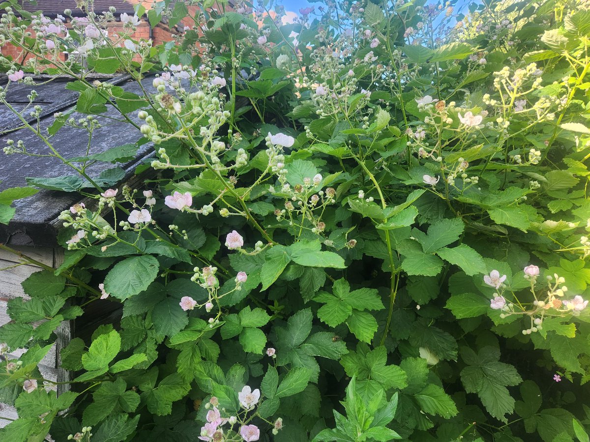 MuhammadAmaad's tweet photo. Blackberry flowers #Amaad  #Blackberry https://t.co/UOnAwy6k6R