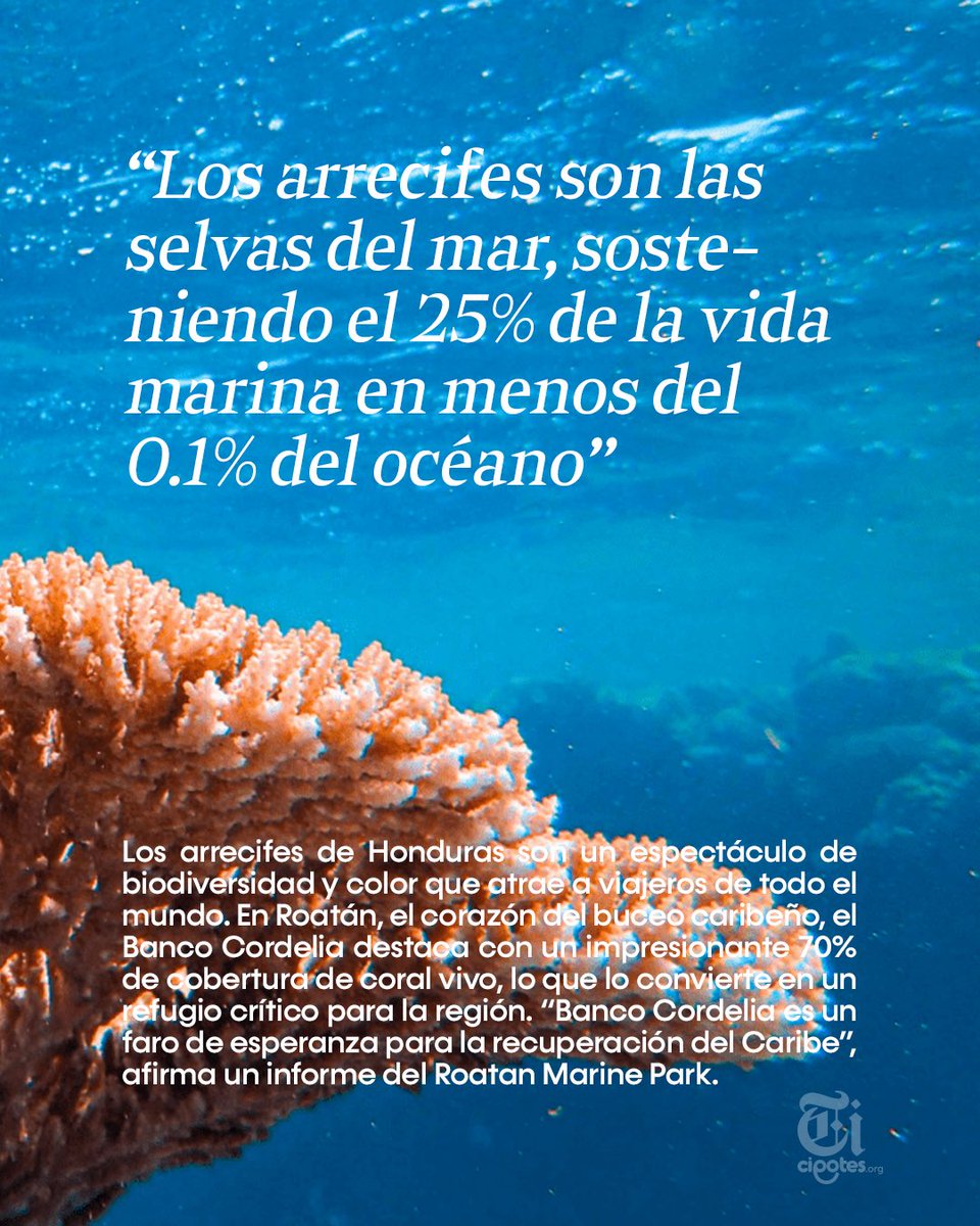 Cipoteshnd's tweet photo. Los arrecifes sí tienen voz. ¿Lo estamos escuchando?🌊

En este Día Mundial de los Arrecifes, recordamos la importancia de proteger estos ecosistemas que albergan vida, protegen nuestras costas y sostienen el futuro de nuestros océanos.

📖 https://t.co/TAxEPnclzL

#WorldReefDay https://t.co/6TRsEQvyqc