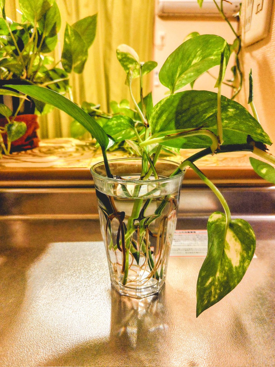 75mm2's tweet photo. 植木鉢で育ててたポトスがあり得ない勢力を誇ってきたので分散して水栽培に着手した。 https://t.co/rx3s0bXsUn