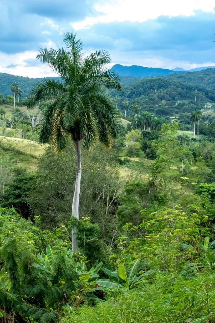 CUBAH0RA's tweet photo. #BuenosDías | 🤔¿Cuál es el color de Cuba? 🇨🇺

Pueden ser tantas tonalidades. Da igual si rojo, si verde, si azul. Es que cada trozo de naturaleza de aquí puede embriagar la mirada de quien se deje atrapar por cuanta maravilla hay acá. 

📸 Adrián Juan Espinosa https://t.co/AXBc9ttKix