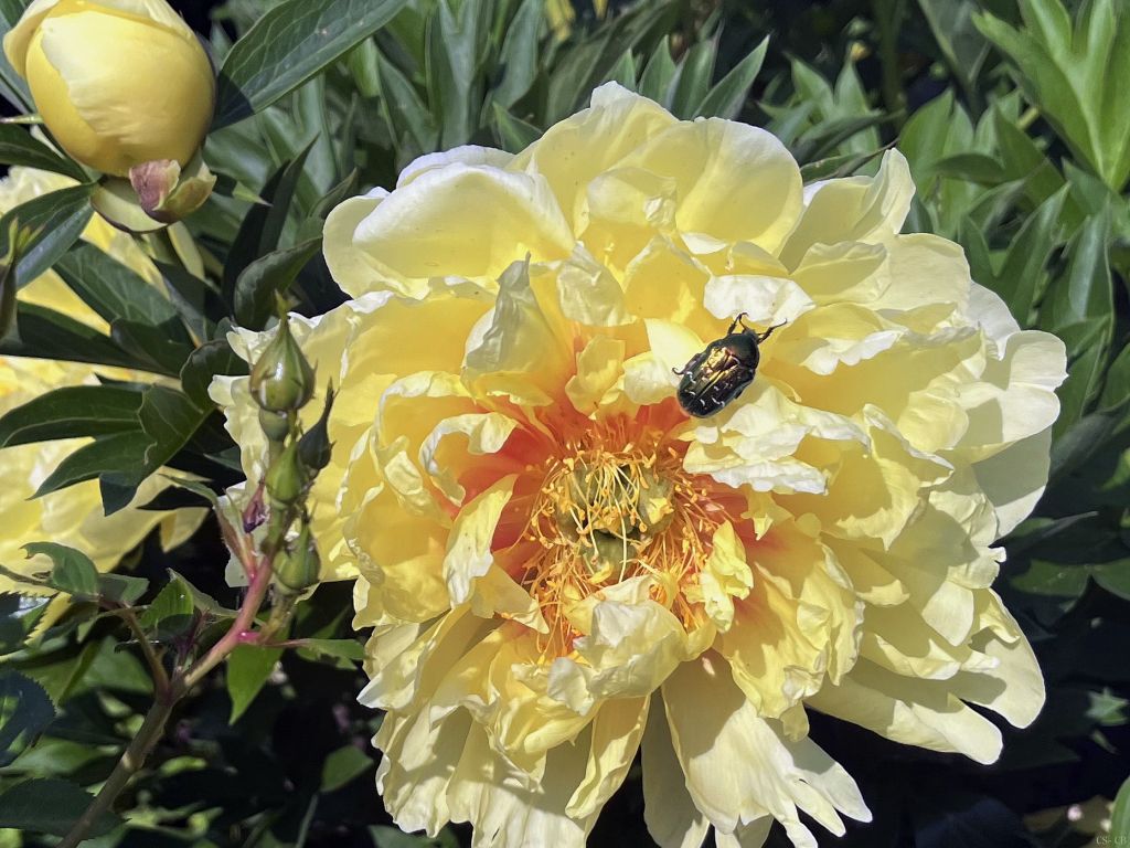beingmyself_25's tweet photo. Rosenkäfer lieben die zuckerhaltigen Knospen, den Pollen und die Blütenblätter von einfachblühenden oder ungefüllten Pfingstrosen.
#Pfingstrose #Bartzella #Rosenkäfer #Natur #TiereInFreierNatur https://t.co/I72qafrZWw