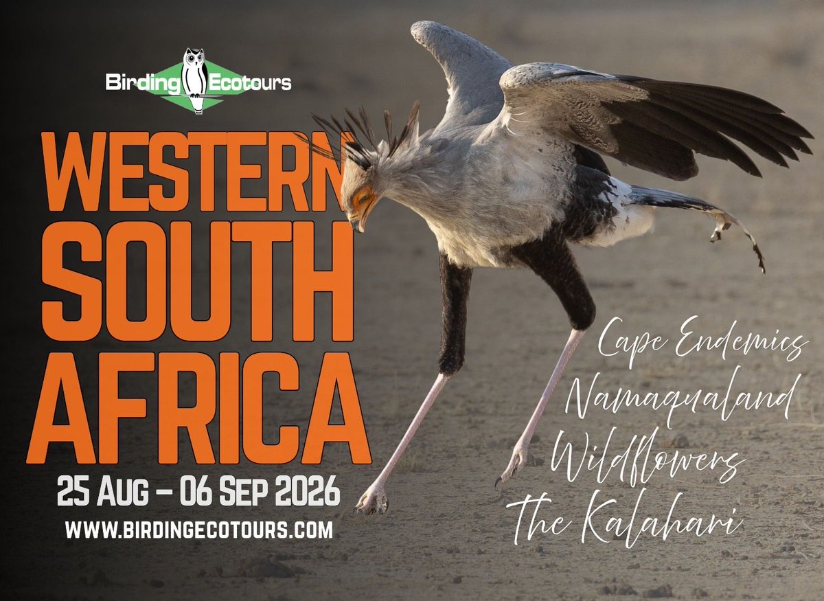 Birding Ecotours tweet media