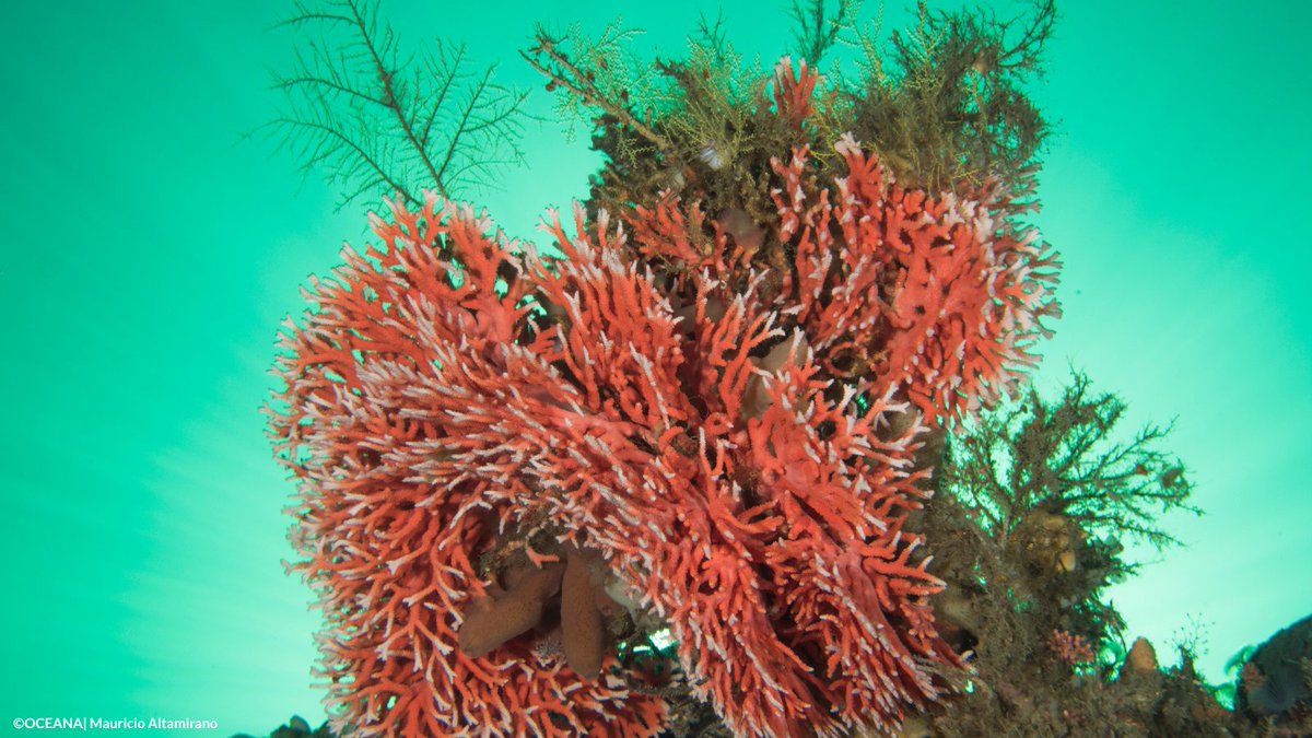 Oceana tweet media