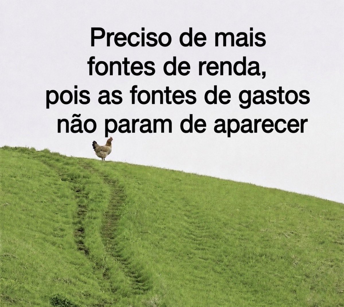 Galinhainsegura's tweet photo. https://t.co/glujOu92mV