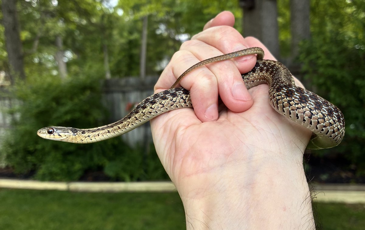 CreatureDesigns's tweet photo. Cute little eastern garter snake, I kept it overnight, gave it faux leaves to hide in - a small bowl of water and it ate 3 earthworms 🐍🪱👌🏼it’s gone now 👍🏼 🕊️ https://t.co/Pg03CSdGtB
