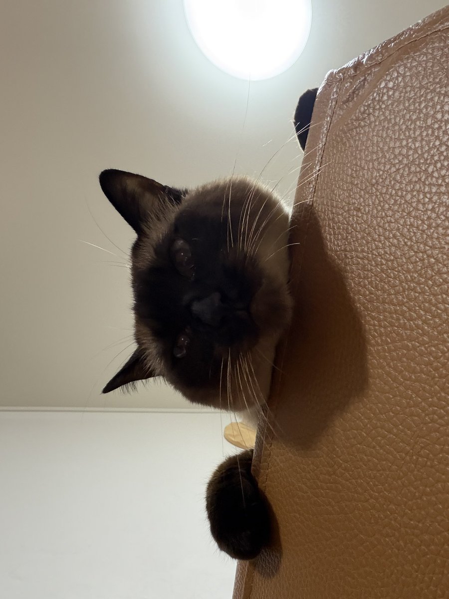 シャム猫