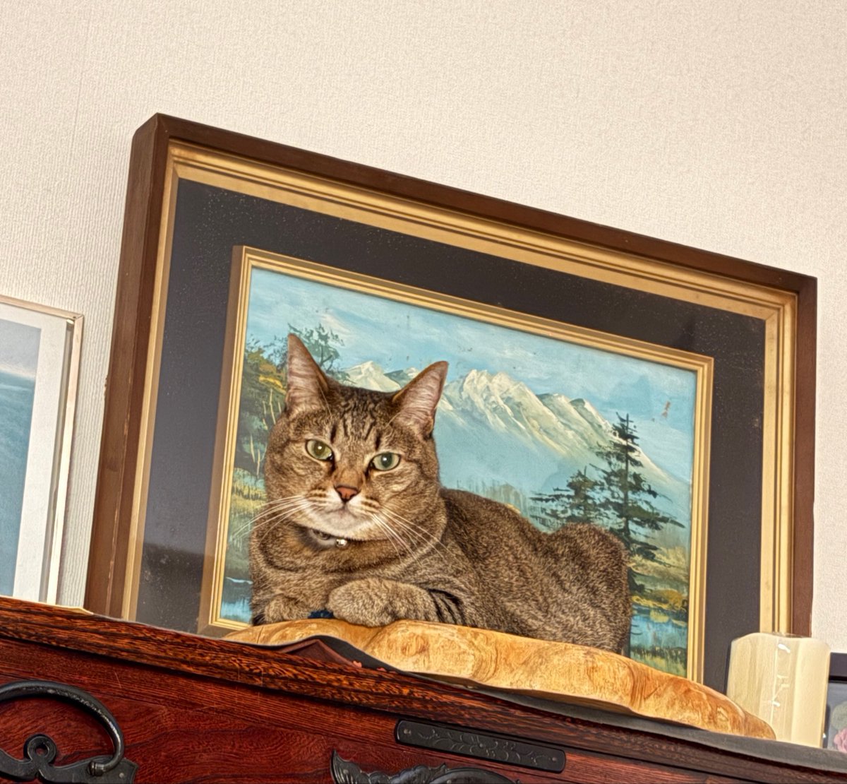 umemon_x's tweet photo. 額縁に収まってるww
#猫　#絵画　#今日も元気にありがとう https://t.co/XddezX0v4D