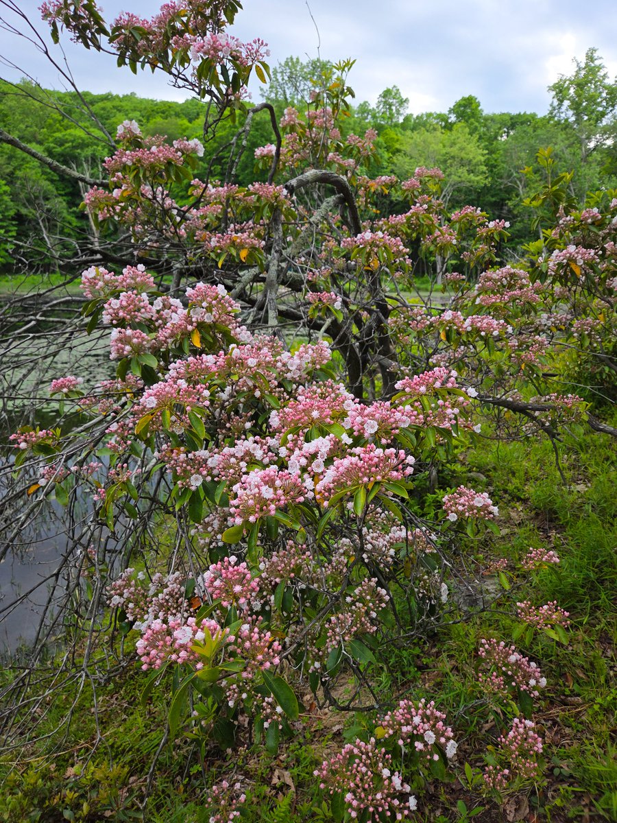 juliancd38's tweet photo. the mountain laurel is starting to bloom https://t.co/RN4Wvncfdr