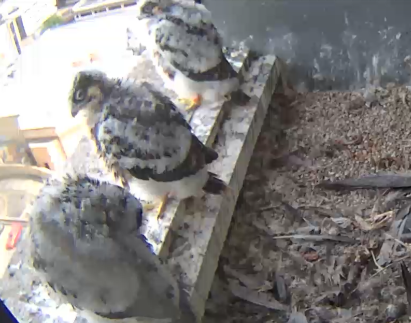 wokingcouncil's tweet photo. The three Woking peregrine chicks are almost ready to take flight! 🦅

Don’t miss the action, tune in to the live stream to watch now 👉 https://t.co/ftR92QdUOl https://t.co/hU9r9xb1Fk