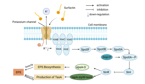 ASMicrobiology's tweet photo. Bacillus subtilis produces an abundance of secondary metabolites that exert antibacterial effects through various mechanisms. This #AppEnvMicro article explores the mechanisms associated with metabolite regulation of biofilms and quorum sensing: https://t.co/CSByB3IiVn https://t.co/KnV9X7a1HL