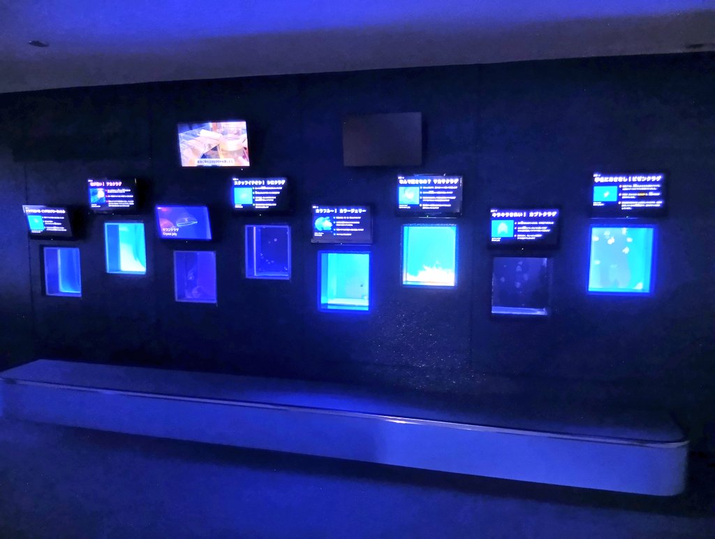 picM13's tweet photo. 浅虫水族館のクラゲ水槽列をご紹介します。８基の水槽の上にモニターがあり種名板になったり動画が流れたり解説があったりします。全ての表示が種名になるのを待ってみましたが叶いませんでした🥹 https://t.co/NogR0u2i67
