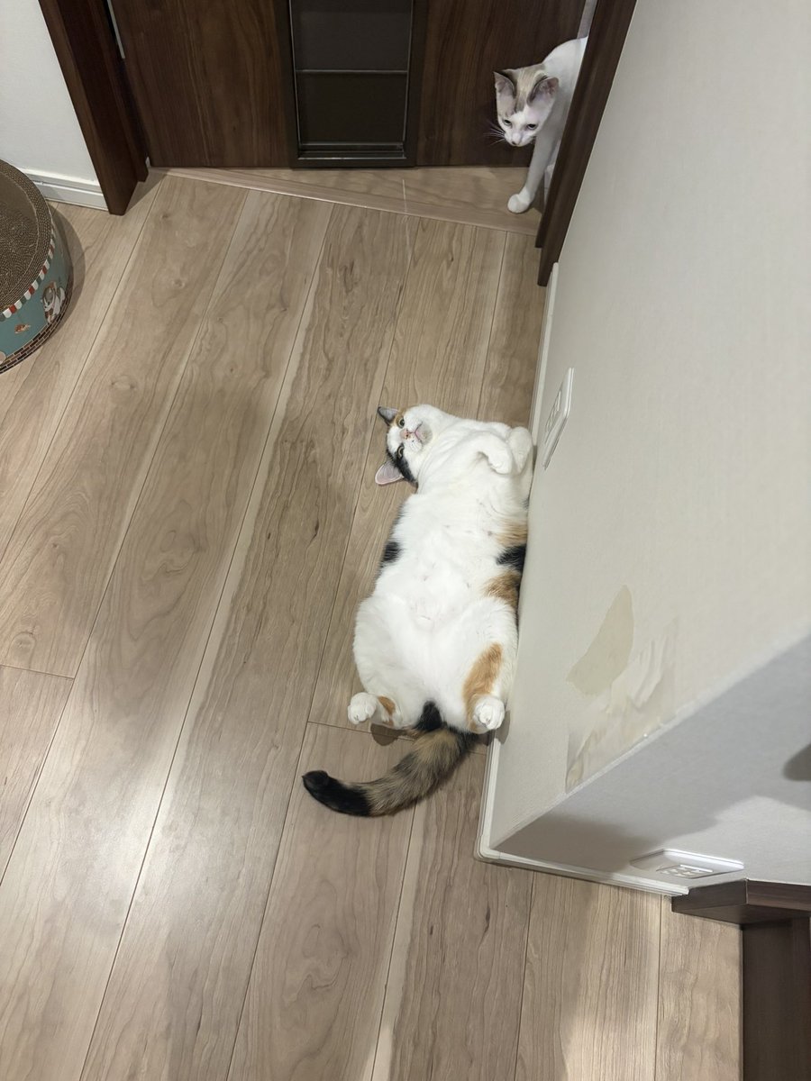 macmocha43's tweet photo. 猫の開きが落ちてた https://t.co/G3yBtQ3YD5