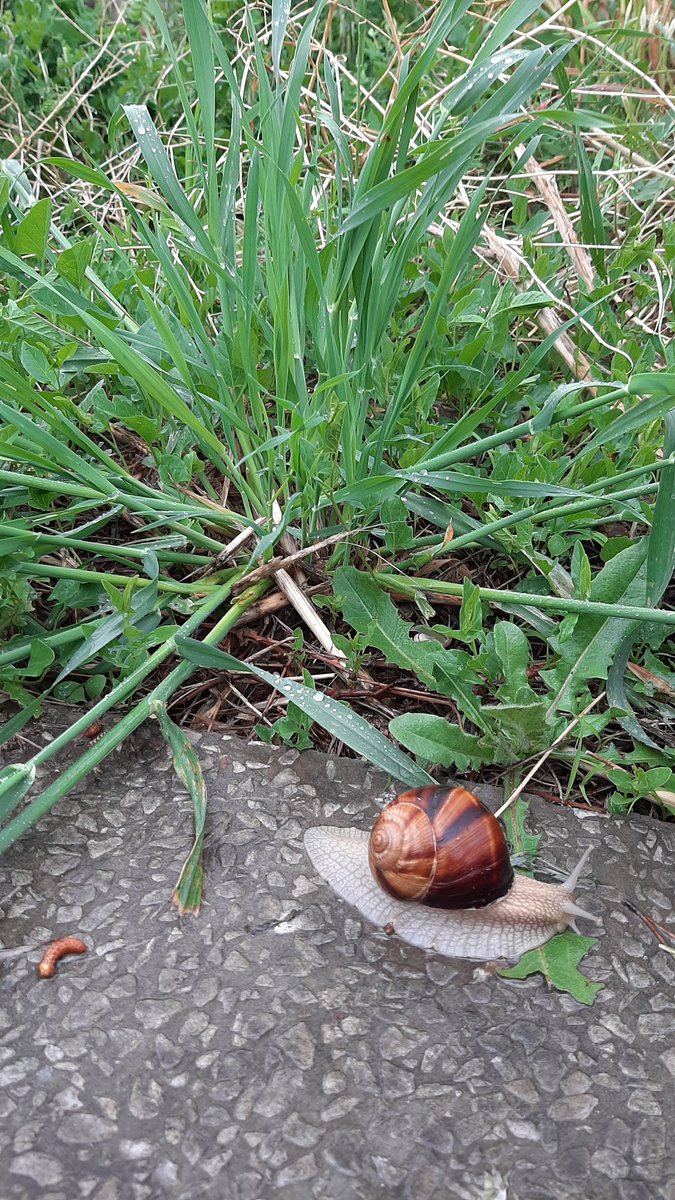 dumansafure's tweet photo. Evi Nepal'de kalmış Slovakyalı salyangozla karşılaşmak🐌🌿 https://t.co/HBLDRyOuqu