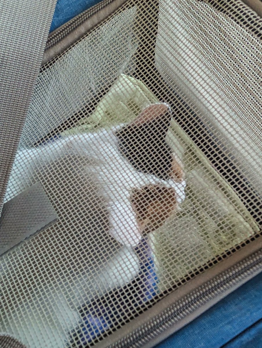 Tula_Tonga's tweet photo. I went to the vet today. I did not have a good time https://t.co/TiEdoRHig6