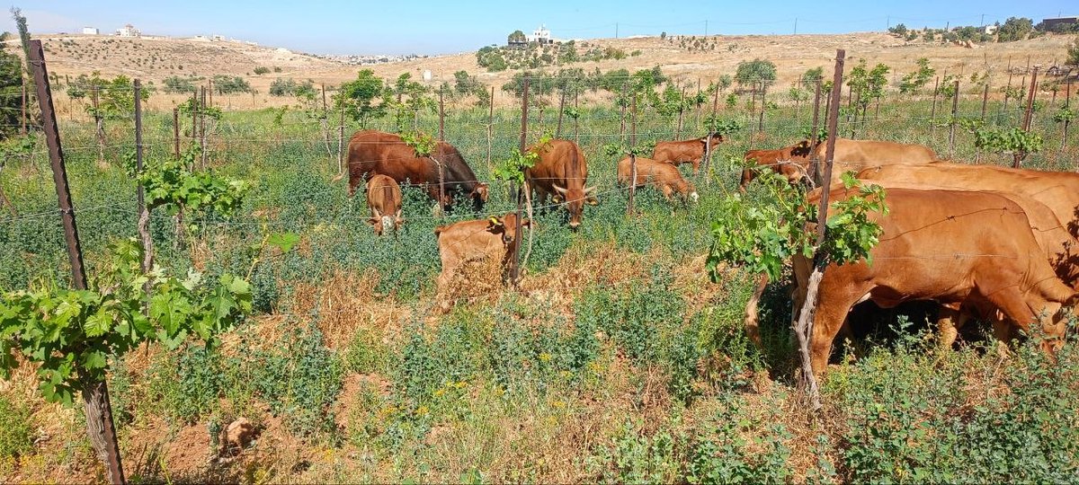dooznablus's tweet photo. #المستوطنون اليهود يطلقون مواشيهم وأبقارهم في المحاصيل الزراعية في خلة الحمص بمسافر يطا جنوب الخليل https://t.co/kyqKejHi2J